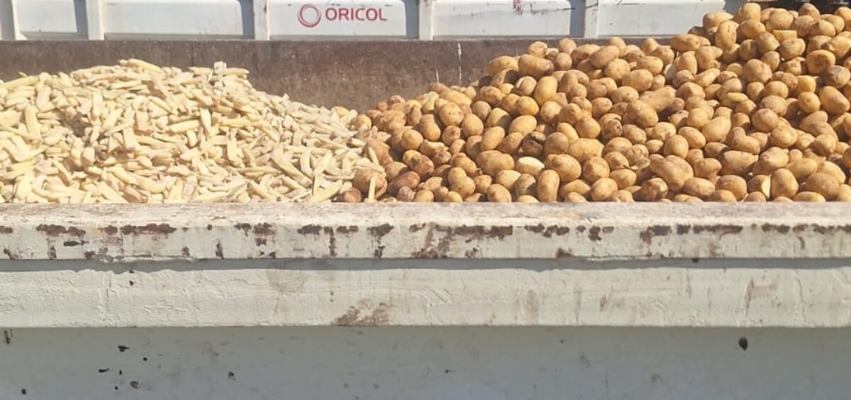 Potato food waste collected for diversion to certified livestock farmers under Oricol's food waste programme